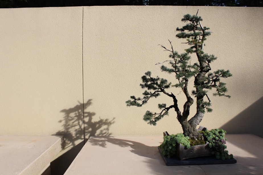 caption: A specimen at the Pacific Bonsai Museum, housed on Weyerhaeuser's former campus in Federal Way
