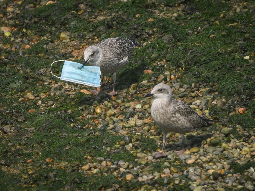 caption: A gull picks up a discarded protective face mask from the shoreline in the marina on August 11, 2020 in Dover, England.
