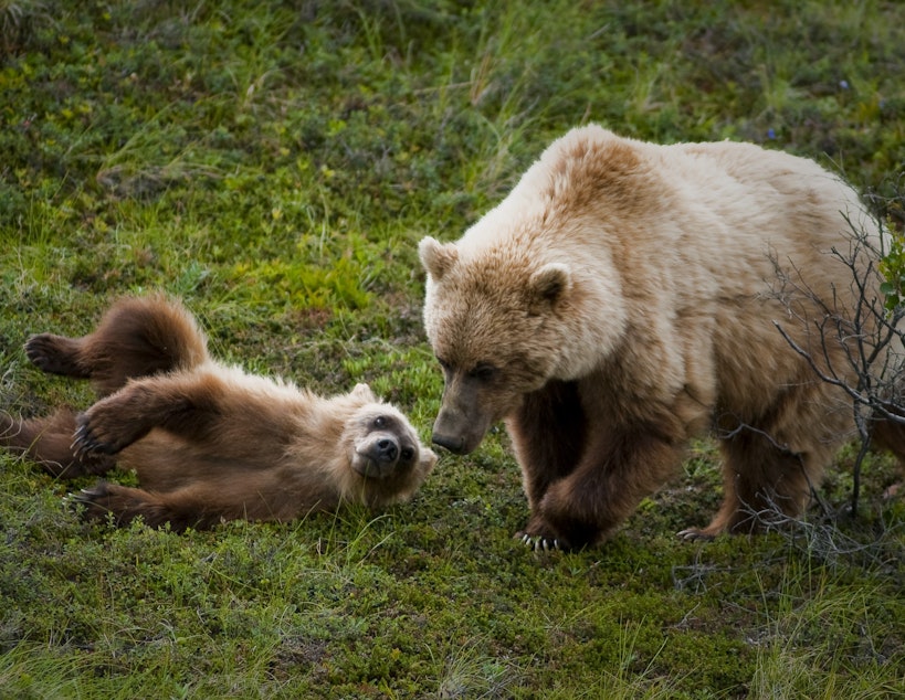 caption:  A grizzly bear and a cub.