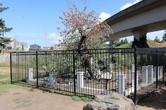 caption: The historic Old Apple Tree in Vancouver, Washington, died this summer at age 194.