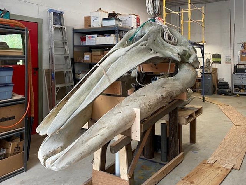 caption: The skull of a gray whale that washed ashore in Puget Sound in 2019 will soon find its final resting place in a Jefferson County back yard.