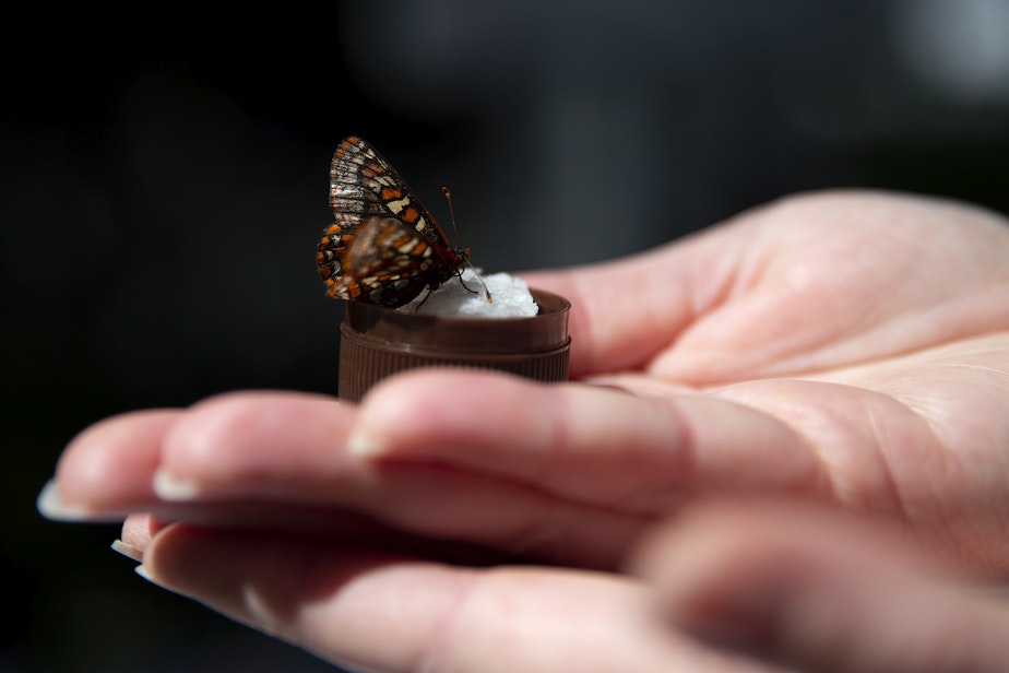 caption: Trista Egli holds an endangered Taylor’s checkerspot butterfly at Mission Creek Corrections Center for Women in Belfair, Washington, on May 30, 2025.