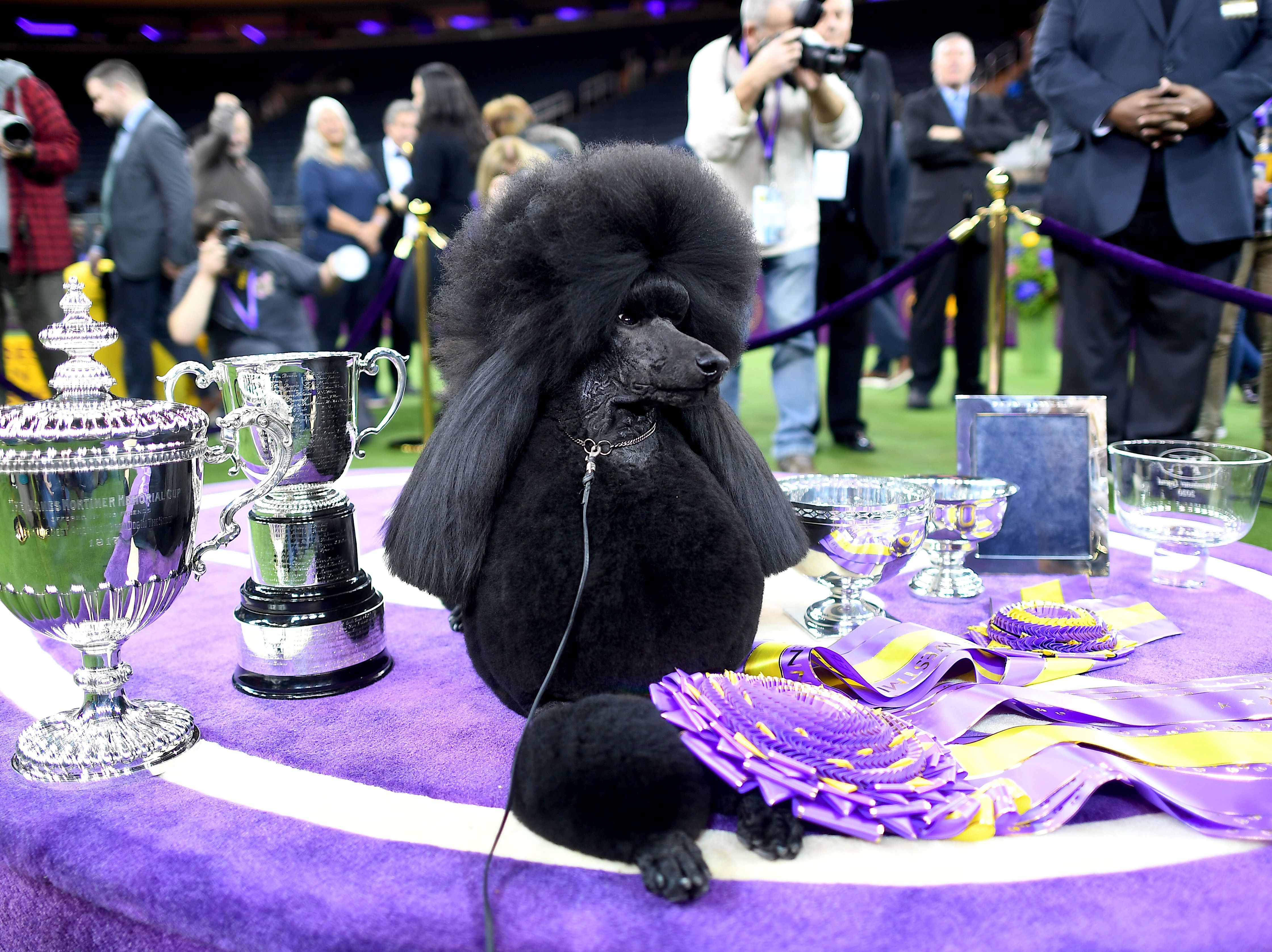 caption: Siba accepts her trophy as the Westminster Kennel Club's Best in Show on Tuesday night.