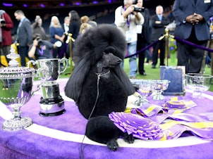 caption: Siba accepts her trophy as the Westminster Kennel Club's Best in Show on Tuesday night.
