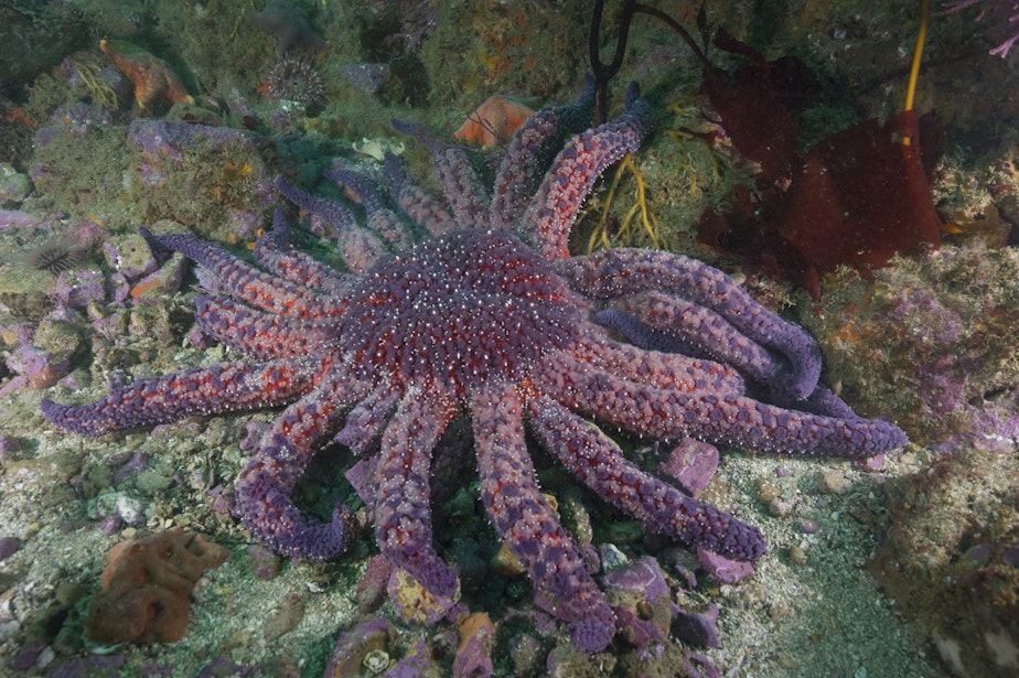 caption: A sunflower star on the sea floor near California's Channel Islands.