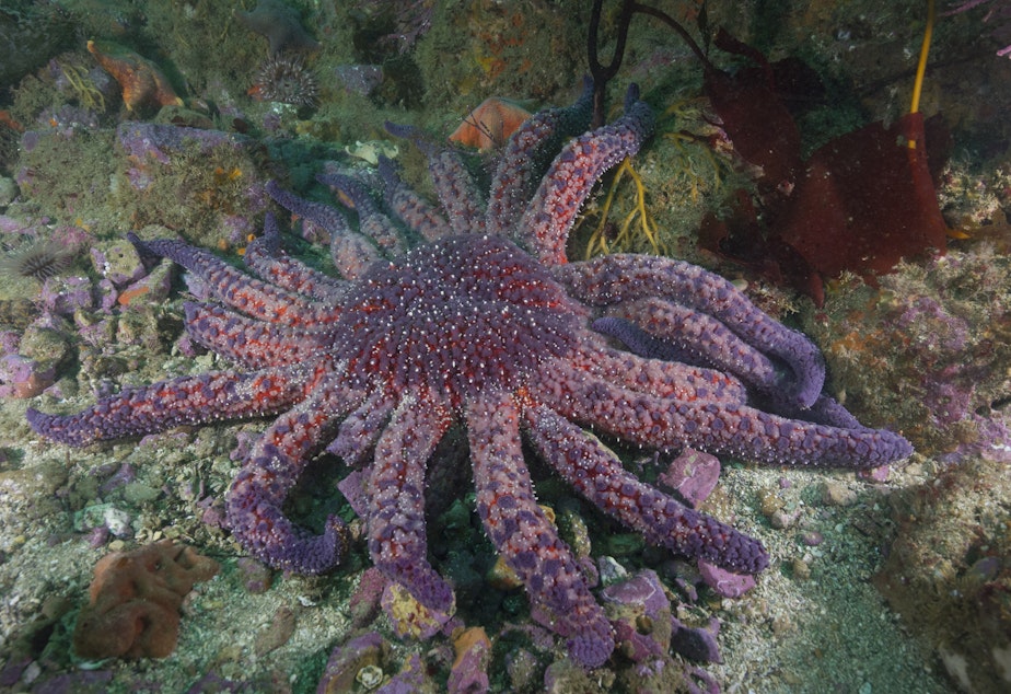 caption: A sunflower star on the sea floor near California's Channel Islands.
