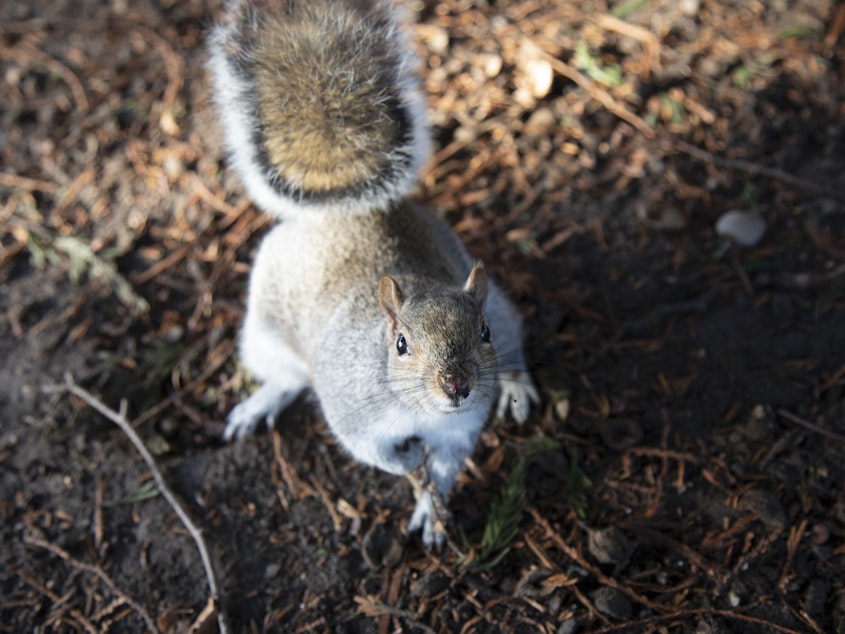 caption: The sounds of pleasant, relaxed bird chatter made eastern grey squirrels resume foraging more quickly after hearing the sounds of a predator, researchers found.