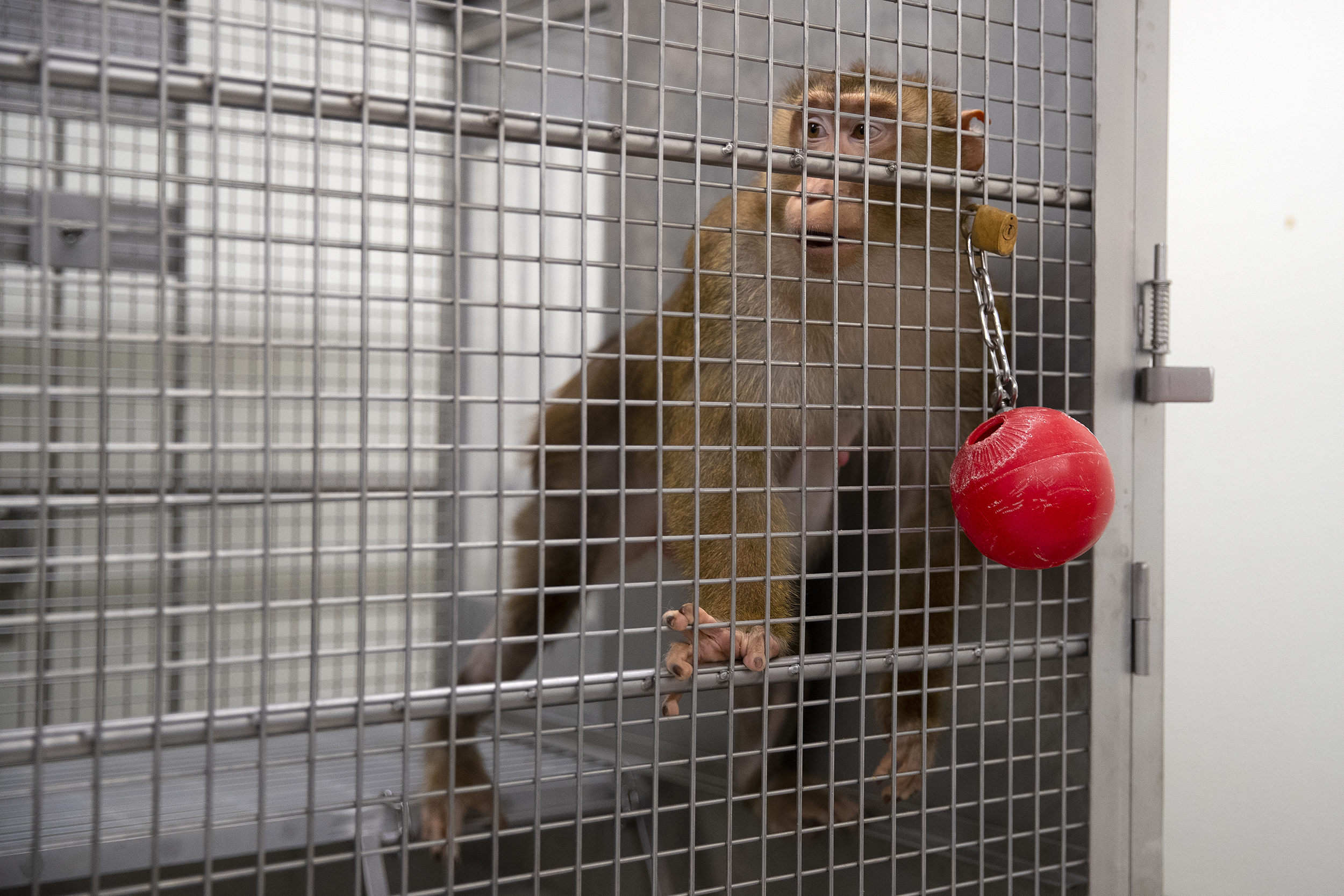 caption: A pig-tailed macaque looks out from an enclosed area on Thursday, Aug. 21, 2025, at the Washington National Primate Research Center on the University of Washington campus in Seattle. 