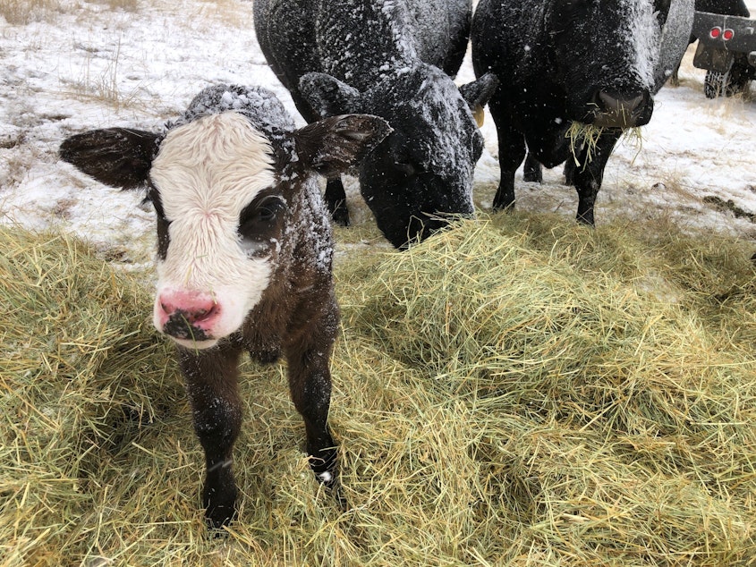 caption: A snow covered calf and its mother feed on hay dropped on top of snow.