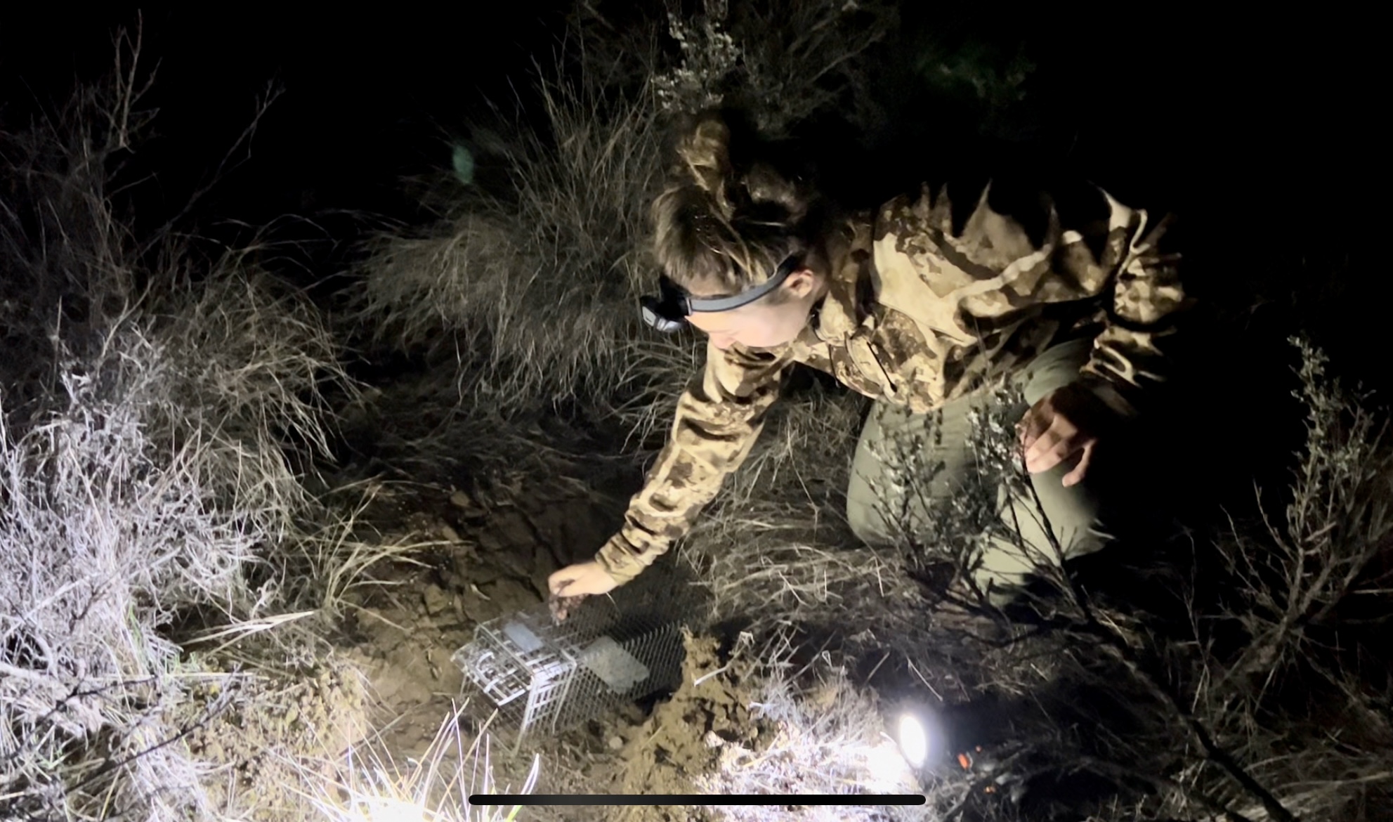 caption: Paula Clements, a technician with the Washington Department of Fish and Wildlife, sets a tomahawk trap to catch pygmy rabbits. The researchers hope to vaccinate the endangered rabbits before a fast-moving, fatal virus reaches Washington.