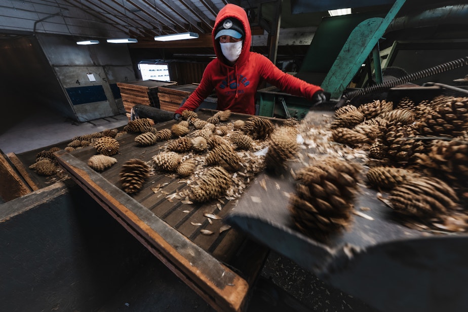 caption: A worker at Silvaseed sifts through new pine cones. 