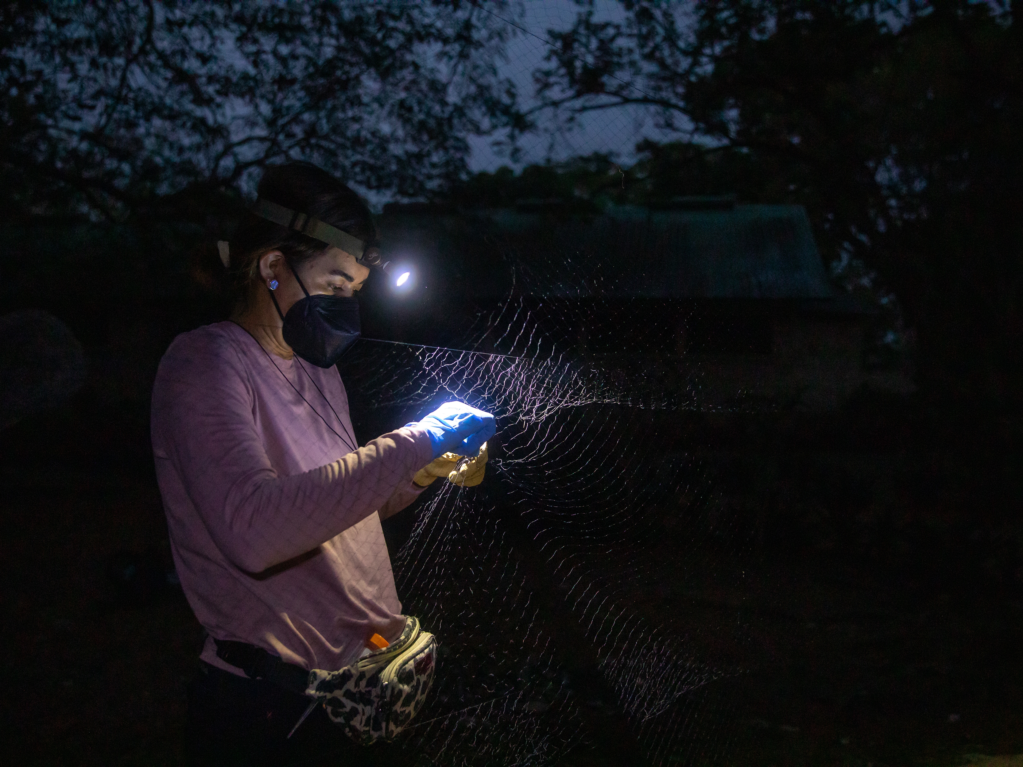 caption: Conservation biologist Gliselle Marin carefully untangles a bat from a net in Belize during the annual Bat-a-thon. Her fanny pack is decorated with printed bats.