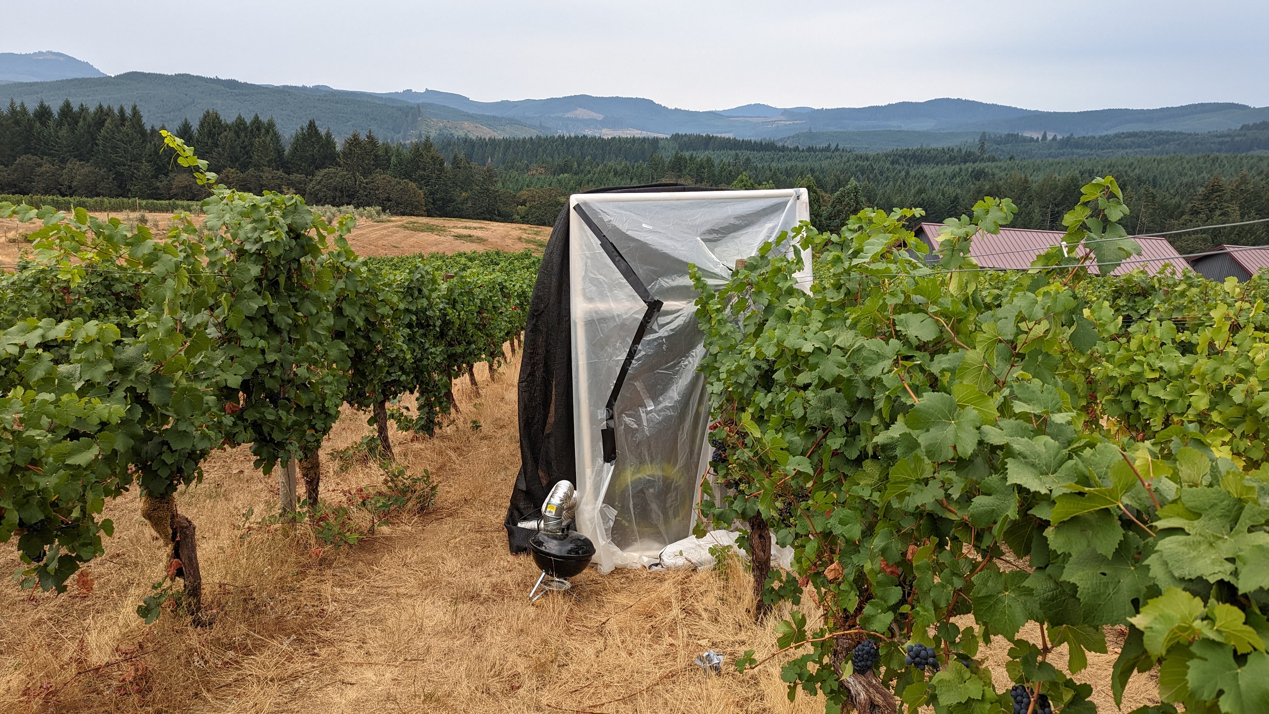 caption:  Pinot noir grapes at Oregon State University's Woodhall Vineyard undergoing smoke experiments.