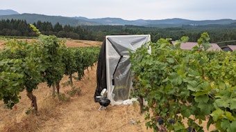 caption:  Pinot noir grapes at Oregon State University's Woodhall Vineyard undergoing smoke experiments.