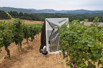 caption:  Pinot noir grapes at Oregon State University's Woodhall Vineyard undergoing smoke experiments.