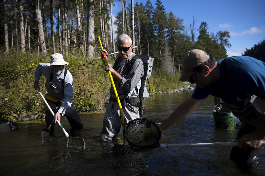 caption: From left, Martin Liermann, Michael McHenry and George Pess use an electrofisher to collect fish before measuring their length and weight on Wednesday, September 4, 2019, along the Brannon side channel of the Elwha River near Port Angeles.