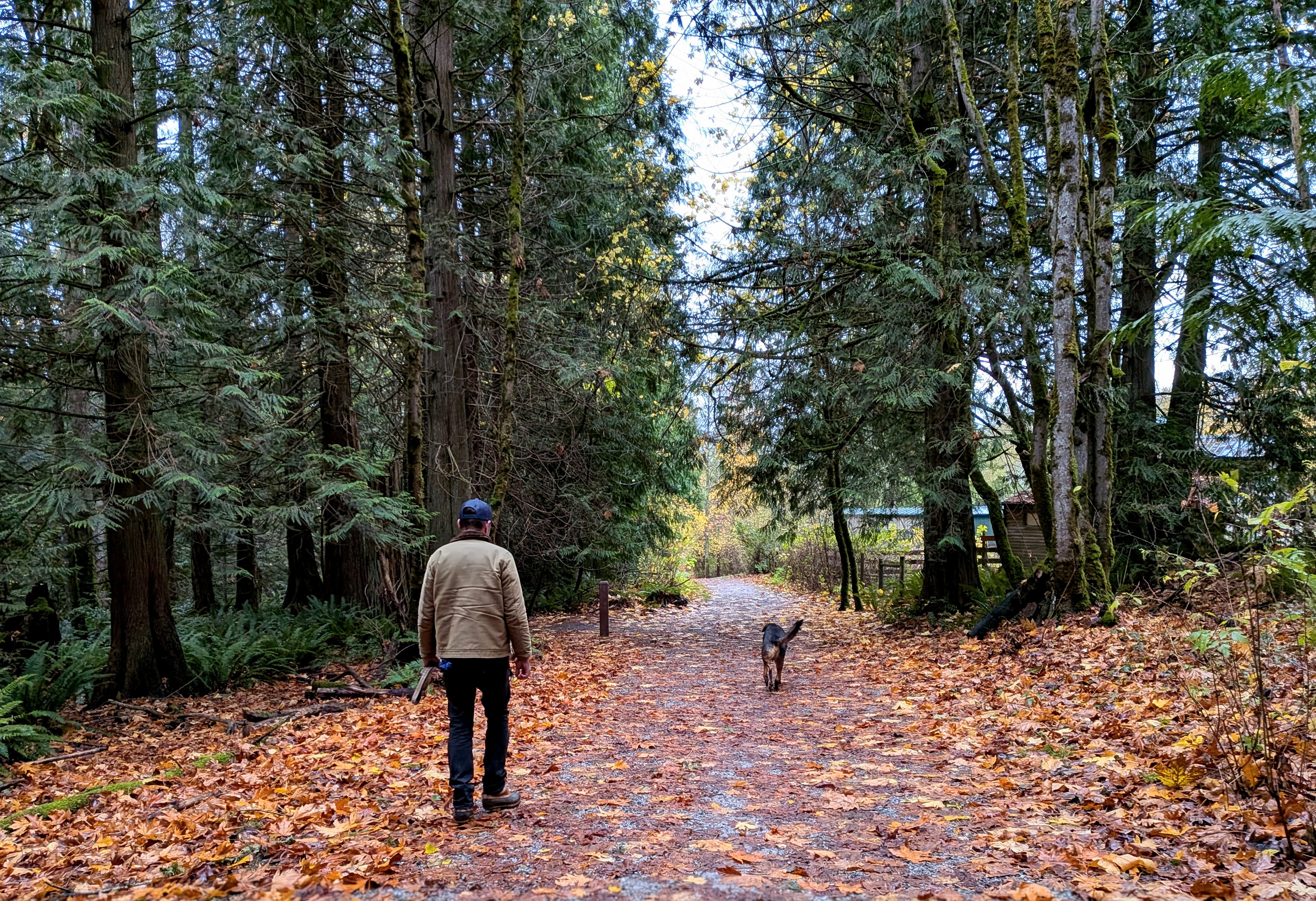 caption: Jason Dove Mark walks his dog in the forest next to his home in Bellingham. 