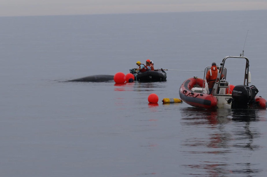 caption: Specially trained responders cut free an entangled humpback whale off Tatoosh Island, Washington.
