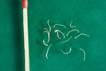 caption: Adult hookworms, from a dog. The larva, which penetrate the skin, are even smaller.