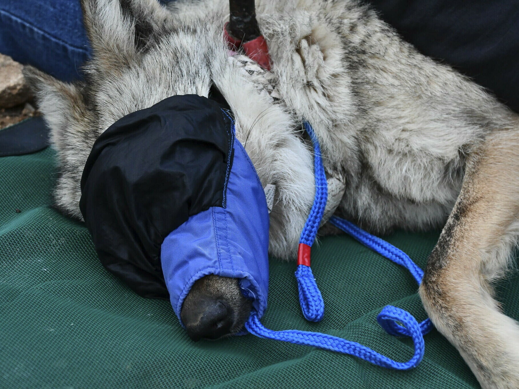caption: This June 7 image provided by the U.S. Fish and Wildlife Service shows the female Mexican gray wolf F2754 during a health check before being released into the wild in southeastern Arizona.