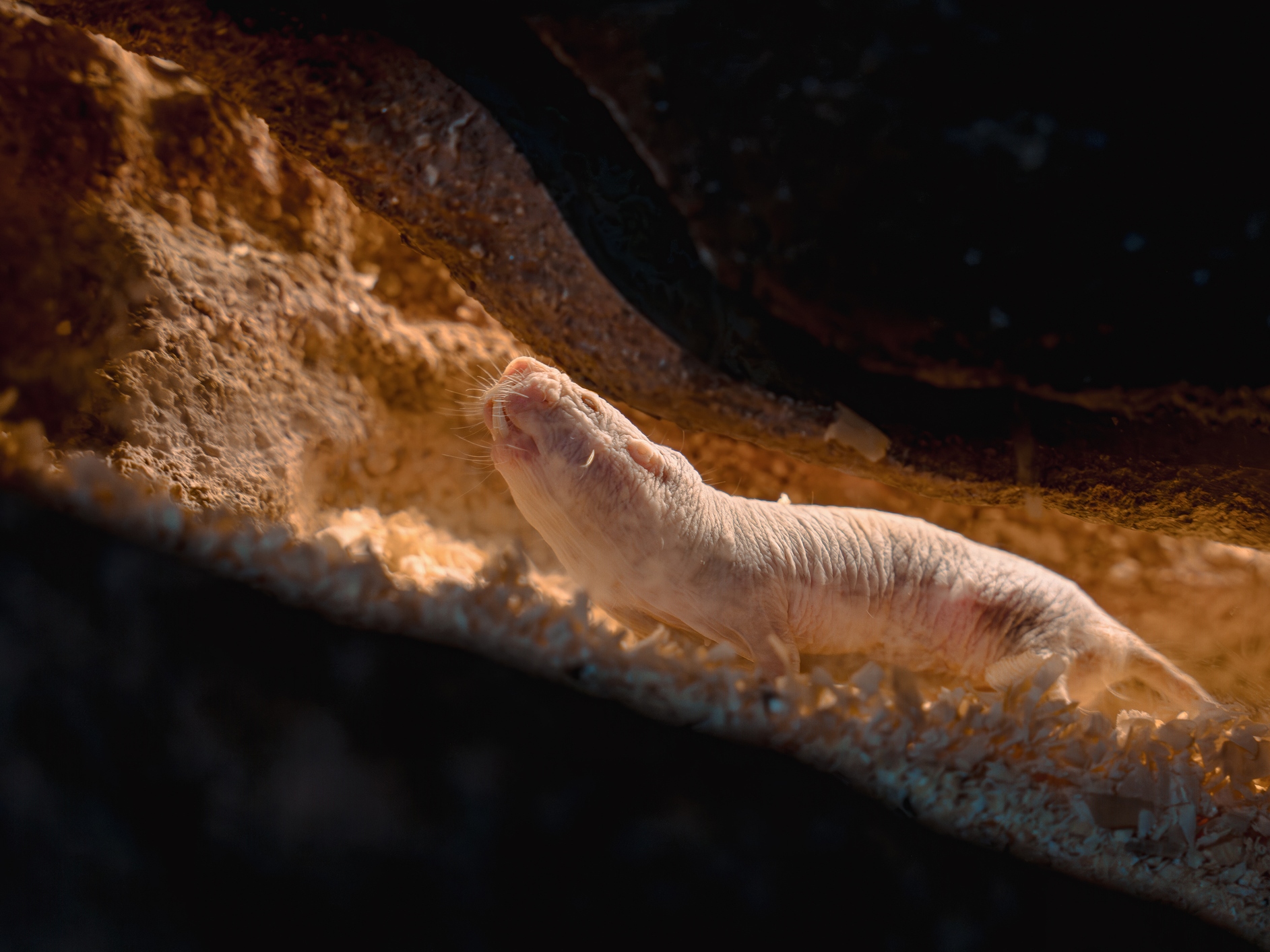 caption: Naked mole rats live in colonies underground. Typically just one female reproduces at a time. When it's time for one queen to retire and another to reign, sometimes battles ensue.