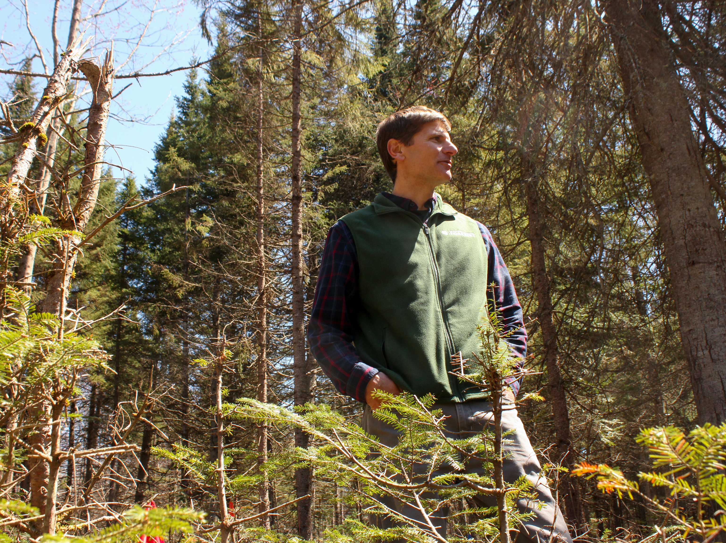 caption: Tony D'Amato, director of the University of Vermont's forestry program, visits an experiment site in the Silvio O. Conte National Fish and Wildlife Refuge.