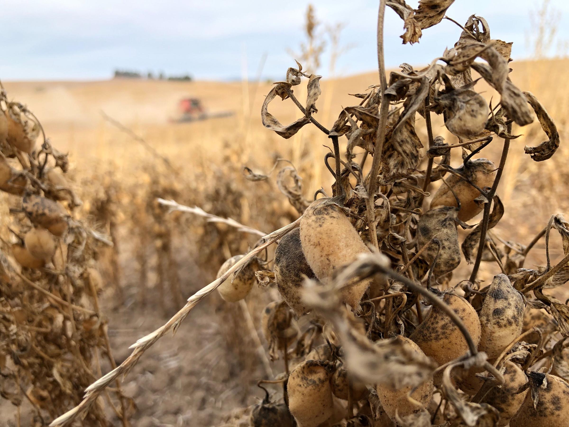 caption: Garbanzo beans being harvested near the small town of Palouse, Washington. Harvest has been difficult this year because the beans have been matted down by unusual rains and early snow.