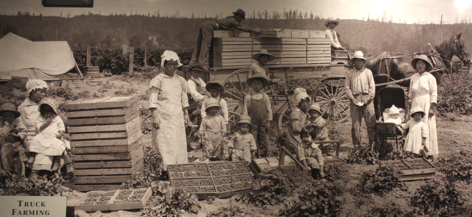 caption: Auburn's population was almost 1/3 Japanese American, before World War II and the internment. After the war, many families did not come back. This family photograph is on display at the White River Valley Museum, in Auburn.