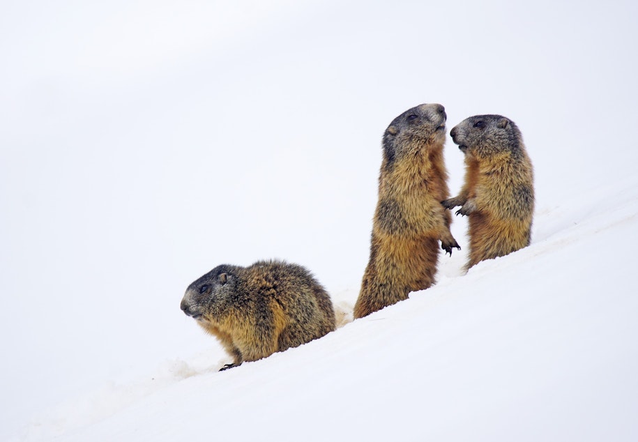 caption: Marmots wonder when winter will end. 