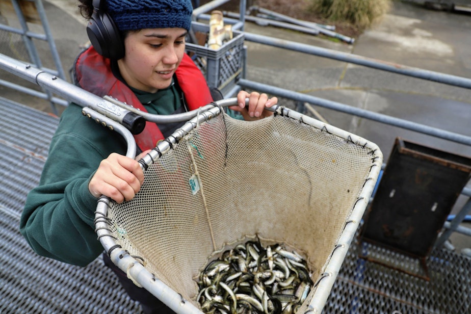 caption: Kristin McManus works with young salmon at the Issaquah Salmon Hatchery on Wednesday, April 27, 2022. 