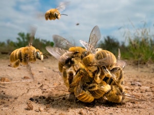 caption: <em></em><strong>Invertebrates Winner:</strong> <em>The big buzz</em>. South Texas, USA. The world's bees are under threat from habitat loss, pesticides and climate change. With 70% of bee species nesting underground, it is increasingly important that areas of natural soil are left undisturbed.