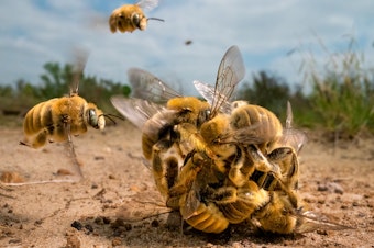 caption: <em></em><strong>Invertebrates Winner:</strong> <em>The big buzz</em>. South Texas, USA. The world's bees are under threat from habitat loss, pesticides and climate change. With 70% of bee species nesting underground, it is increasingly important that areas of natural soil are left undisturbed.