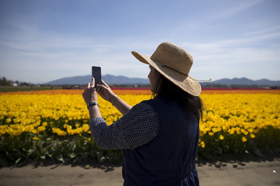 caption: Sunny Jansma  of Seattle takes photos of rows of yellow tulips on Tuesday, April 24, 2018, at RoozenGaarde near Mount Vernon. 