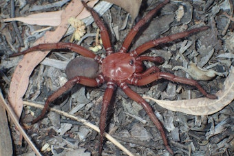 caption: A <em>Euoplos dignitas</em> spider pictured in 2021.