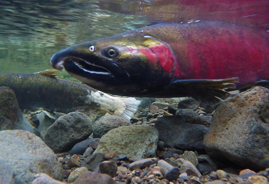 caption: Coho salmon in Oregon's Salmon River