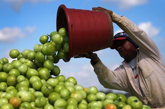 caption: A worker dumps a bucket of tomatoes into a trailer at DiMare Farms in Florida City, Fla., in 2013. The Trump administration is preparing to level a new tariff on fresh tomatoes imported from Mexico in response to complaints from Florida growers.