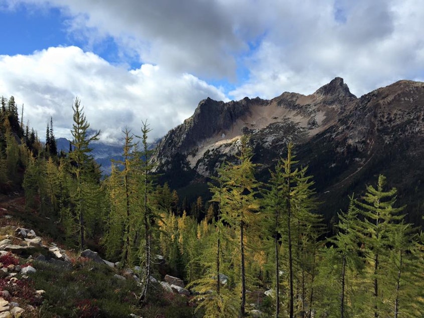 caption: Larches are a staple of the North Cascades. 