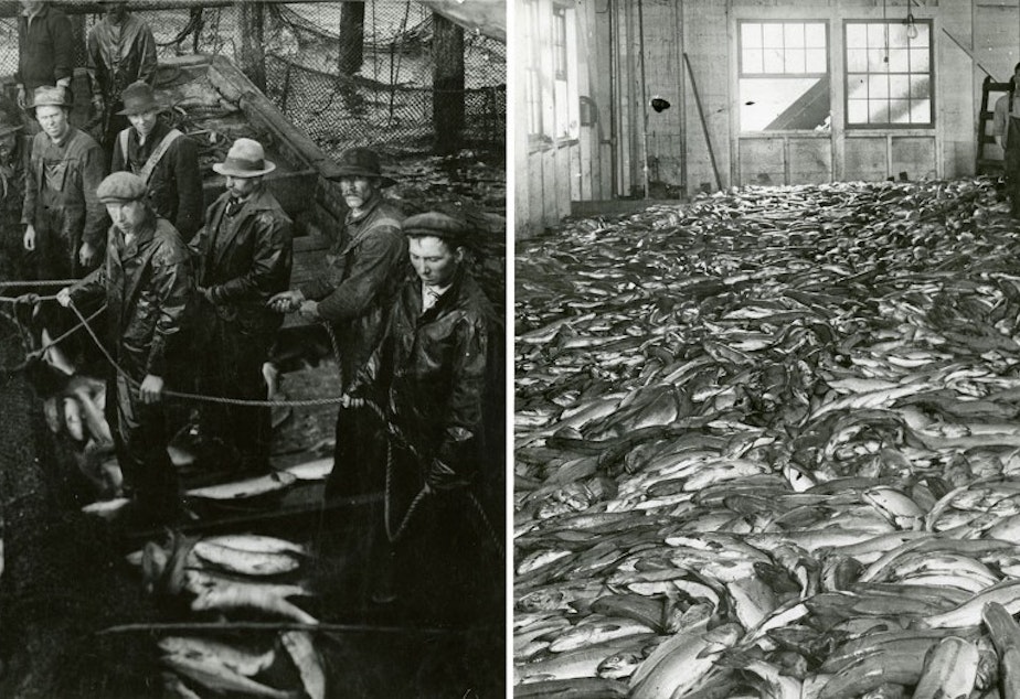 caption: Fish traps would haul in salmon by the barge-load. Whole salmon and parts discarded from the canneries were processed for fertilizer, paint and leather. Left: Lifting salmon from the fish trap, from the Carlisle Packing Co., 1917. Right: Fifty thousand sockeye salmon at the Carlisle cannery.