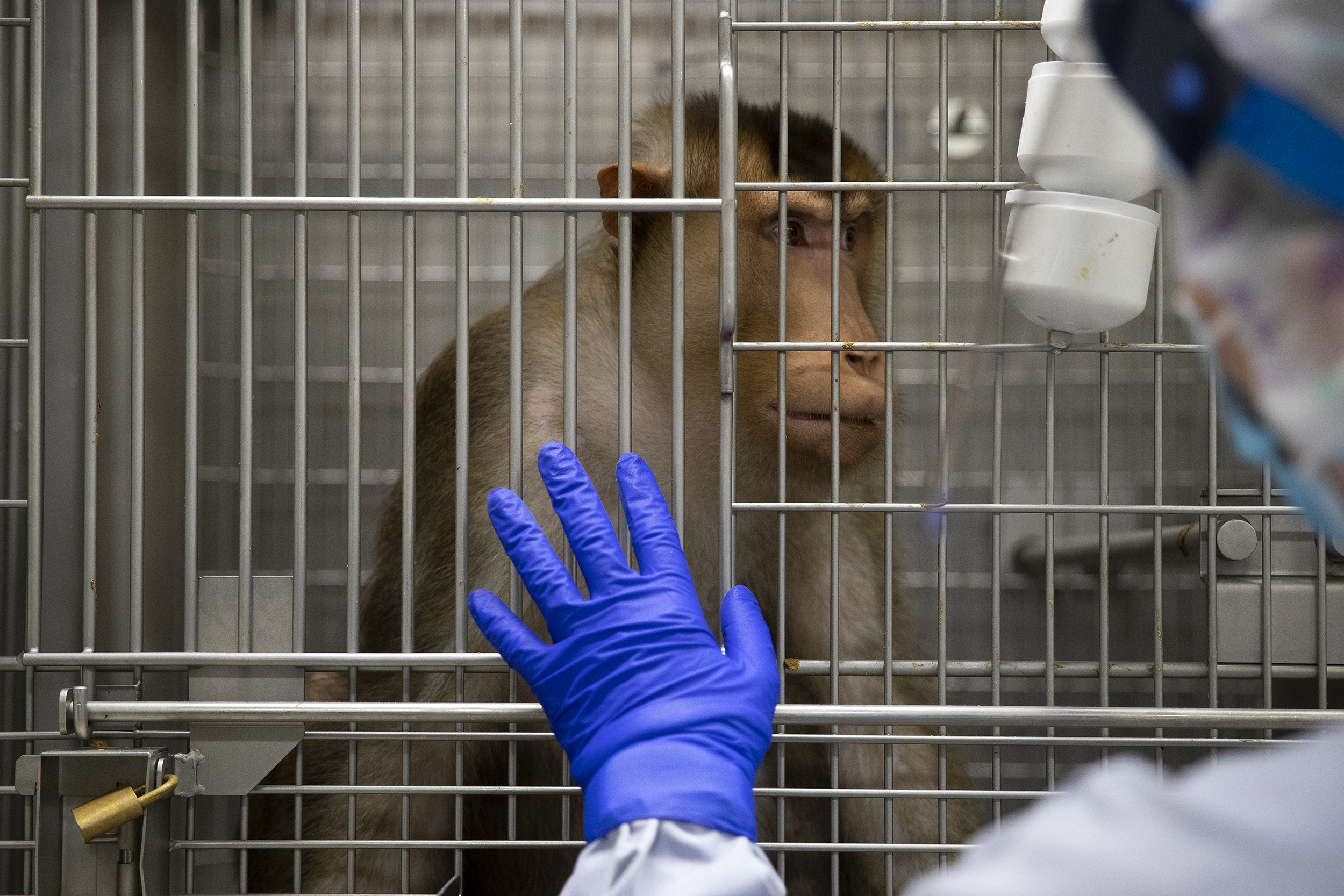 caption: Husbandry manager Nelly Nicklason gives snacks to pig-tailed macaques on Thursday, Aug. 21, 2025, at the Washington National Primate Research Center on the University of Washington campus in Seattle. 