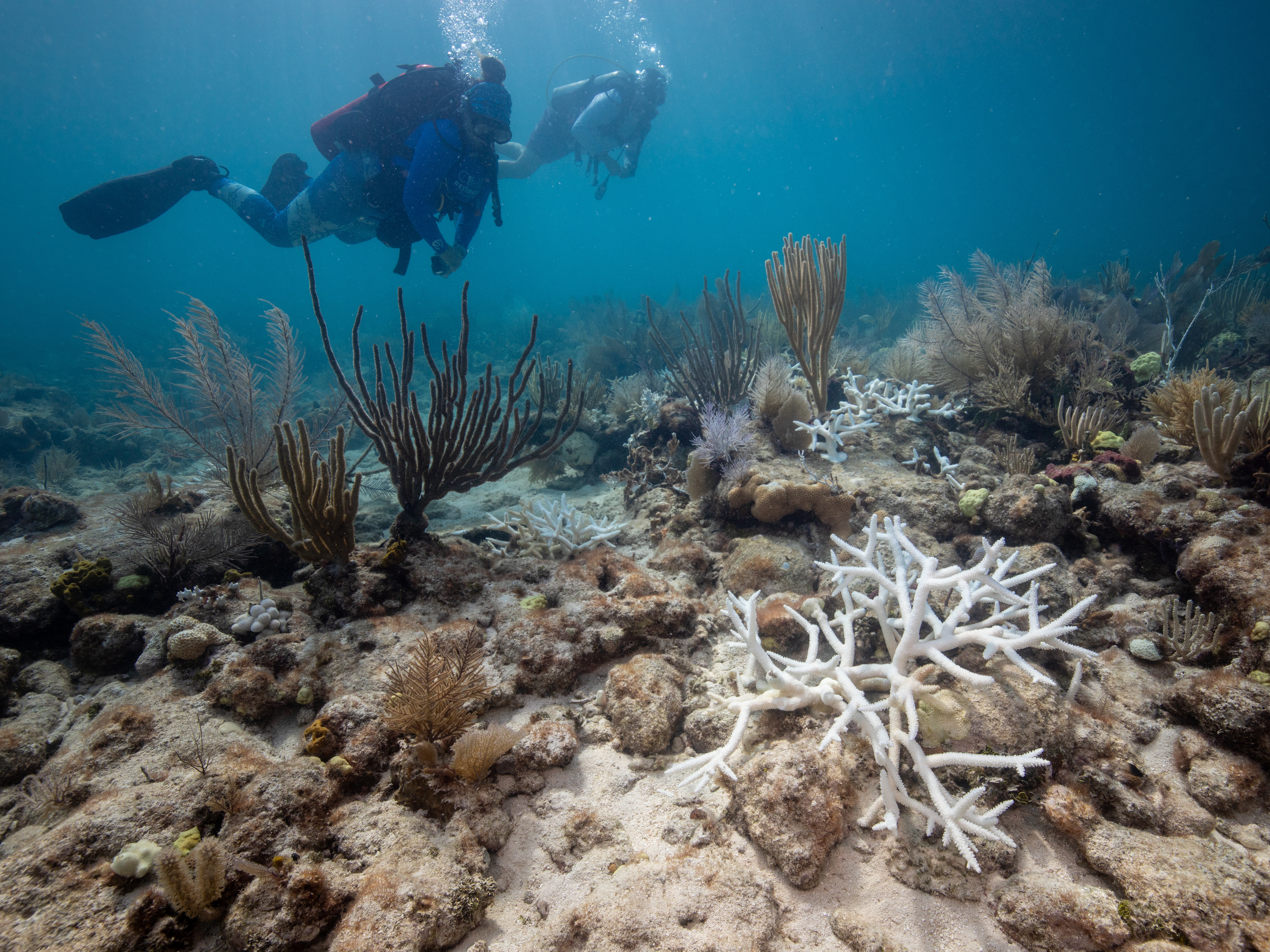 caption: Divers with the Coral Restoration Foundation swim over bleached staghorn outplants at Horseshoe Reef in the Florida Keys in August 3, 2023. A year after the worst bleaching event ever recorded, the coral reefs off the Florida coast are slowly recovering.