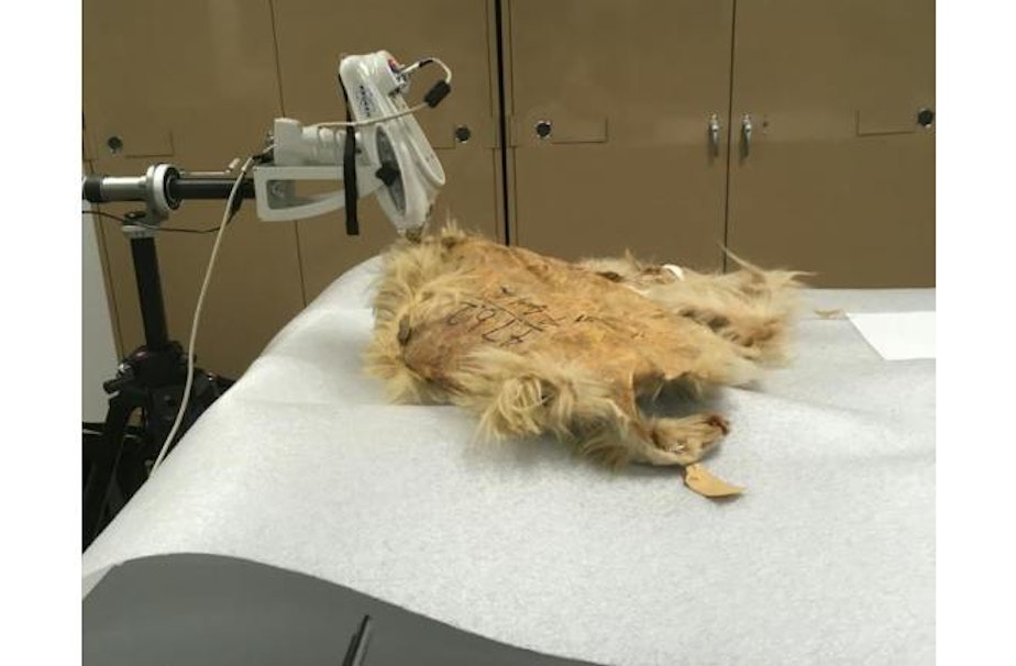 caption: Mutotn's pelt, pictured with an X-ray fluorescence analyzer at the Smithsonian. 