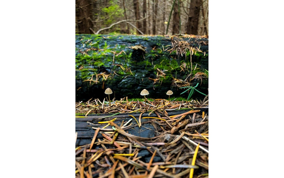 caption: Mushrooms in the Cascades of Washington state during a mushrooming event in mid-October 2019.