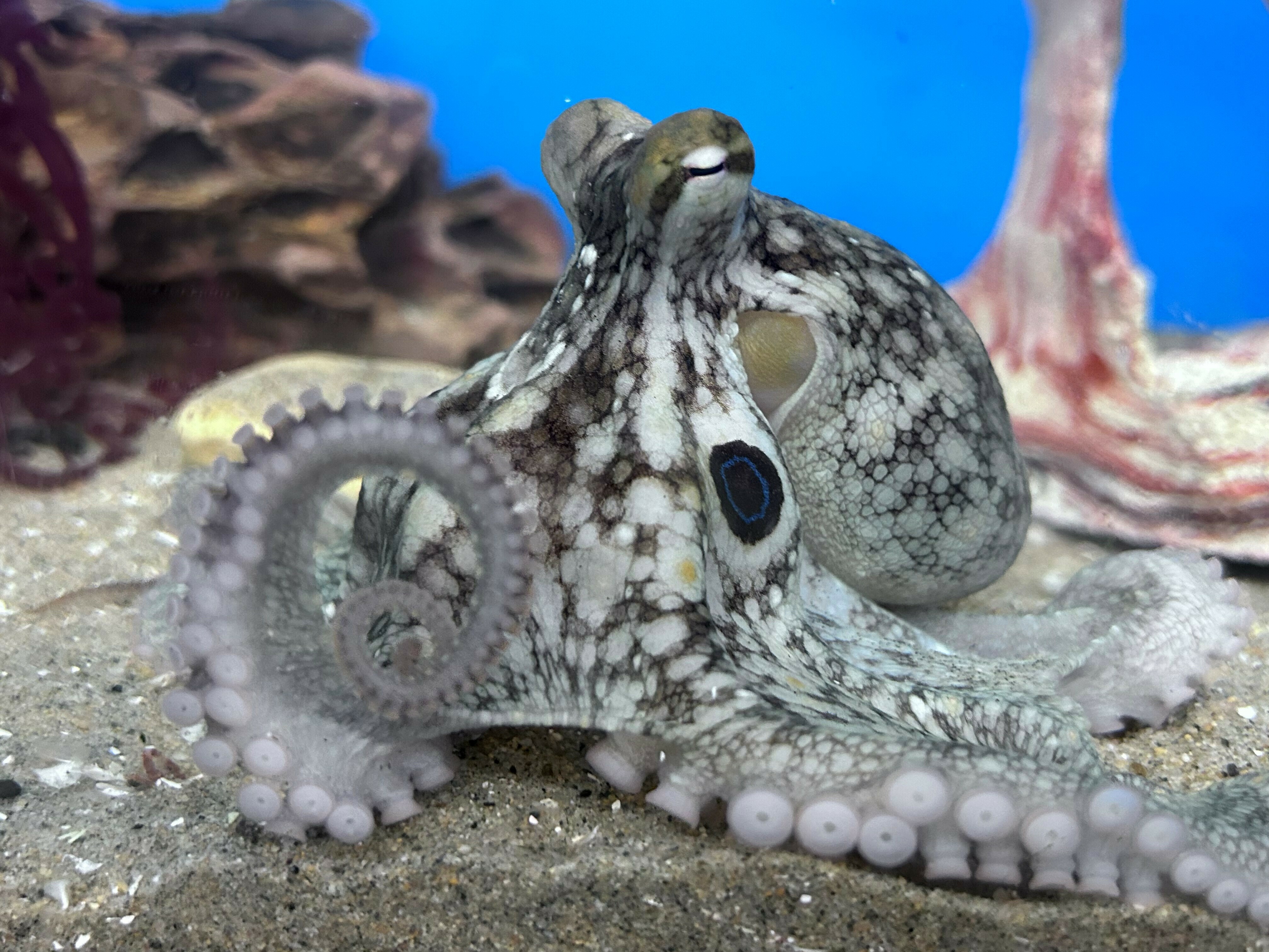 caption: A two-spot octopus, like the type an Oklahoma family brought home as a pet.