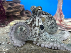 caption: A two-spot octopus, like the type an Oklahoma family brought home as a pet.