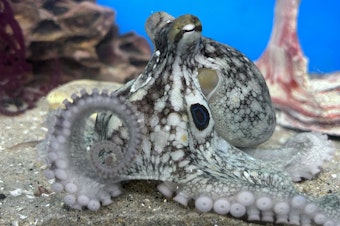caption: A two-spot octopus, like the type an Oklahoma family brought home as a pet.