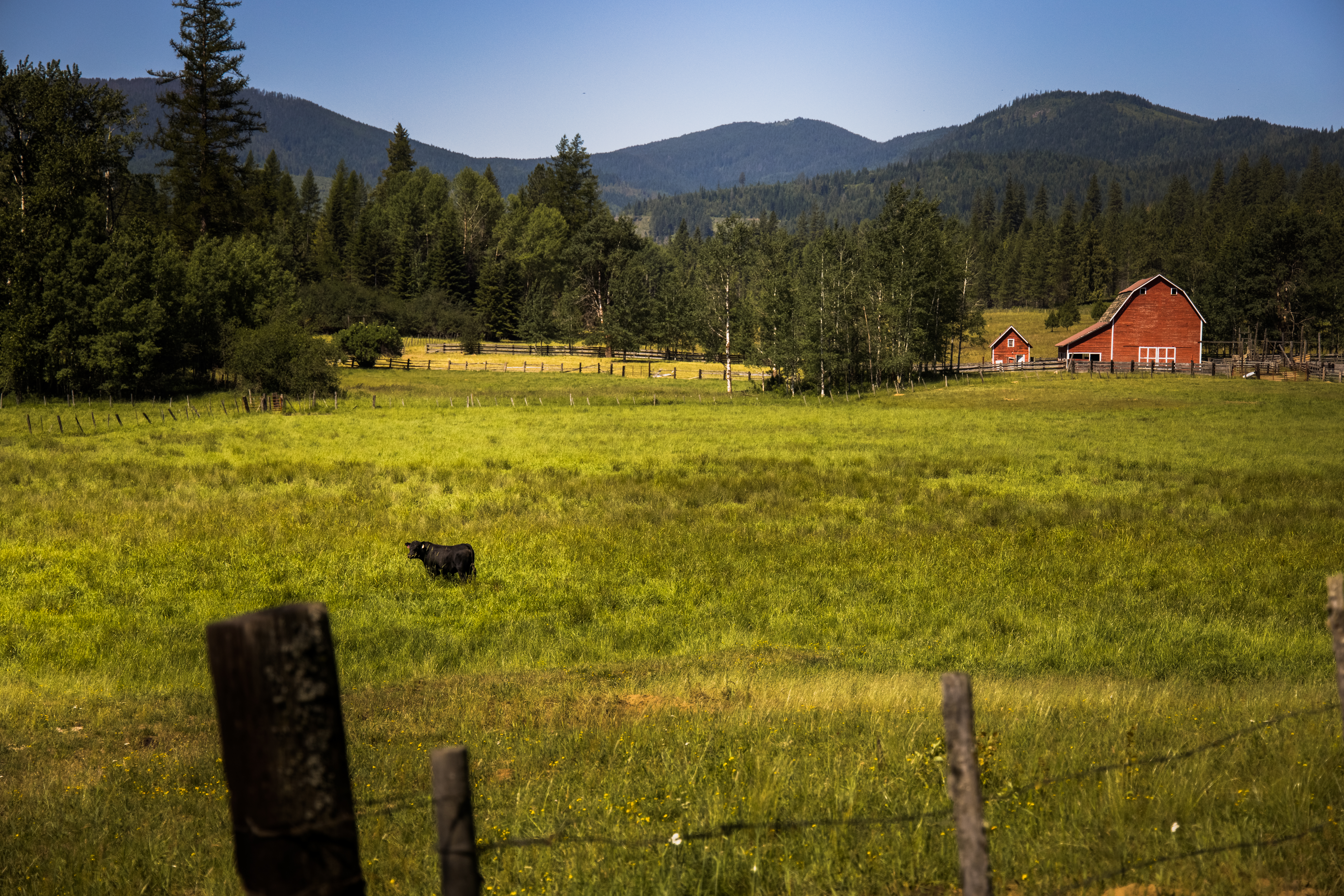 caption: A lone bull pauses from munching deep grass on a massive 1,100-plus acre ranch outside of Rathdrum, Idaho. This verdant jewel is part of the vast Easterday family empire. The family is under intense pressure now. Cody Easterday is facing federal fraud charges from a massive cattle swindle, and two of the family’s major businesses are embroiled in federal bankruptcy. 