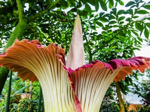 caption: A corpse flower blooms at the Belgian National Botanic Gardens in 2020.