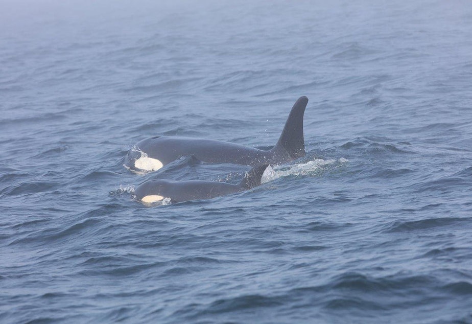 caption: Southern Resident killer whale J50 and her mother, J16, off the west coast of Vancouver Island near Port Renfrew, B.C., on August 7. 