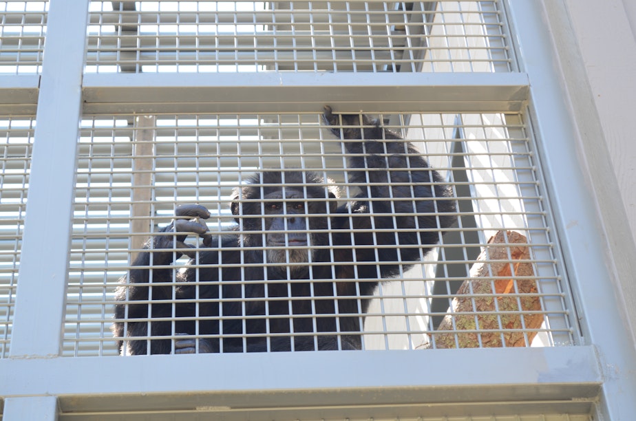 caption: Six new chimpanzees arrived at the Chimp Sanctuary Northwest, about 90 minutes from Seattle, in late June 2021.
