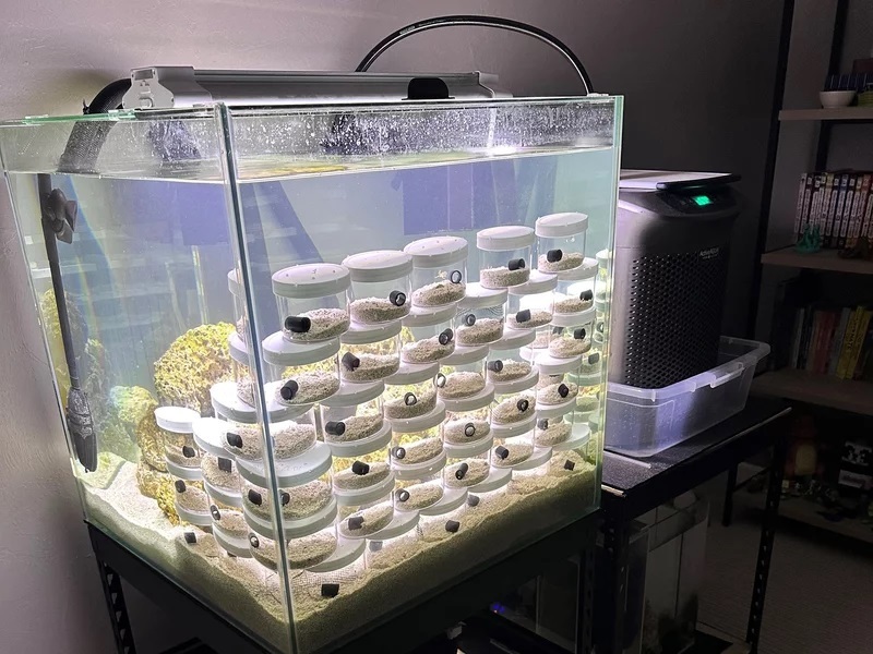 caption: Cameron Clifford and his son Cal, with help from a friend, were taking care of more than 20 tiny octopus babies, along with one named Terrance.